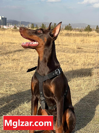 Эм doberman 7-н сартай Ulaanbaatar - photo 1