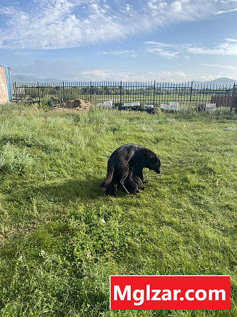 Орос овчарк Ulaanbaatar - photo 1