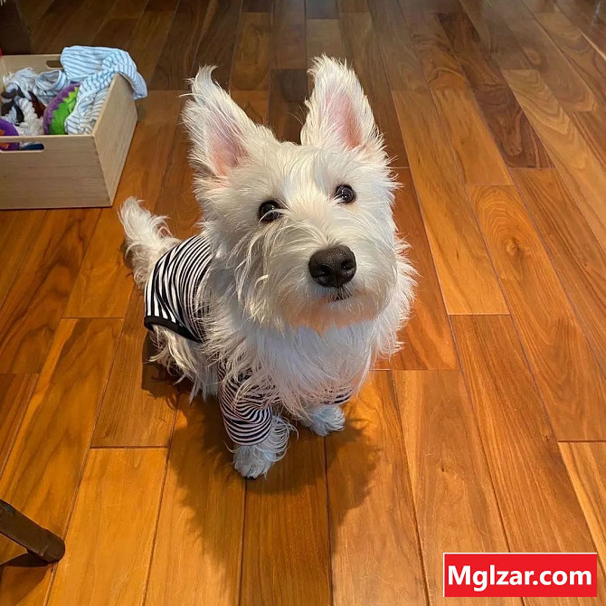 Scottish terrier puppies for sale Гадаад хот - зураг 1