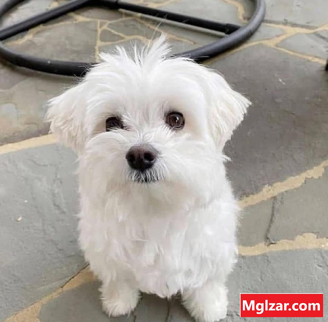 Maltese puppies ready for their new home город