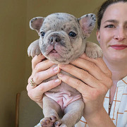 Adorable Frenchie puppies Foreign city