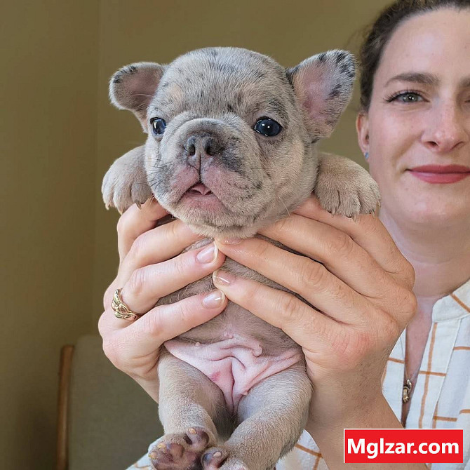 Adorable Frenchie puppies Foreign city - photo 1
