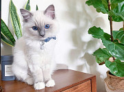Adorable Ragdoll Kittens male and female Гадаад хот
