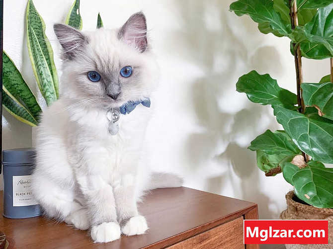Adorable Ragdoll Kittens male and female Иностранный город - изображение 1