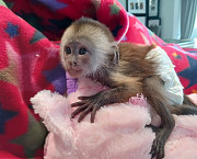 Baby Capuchin Monkeys For sale Foreign city