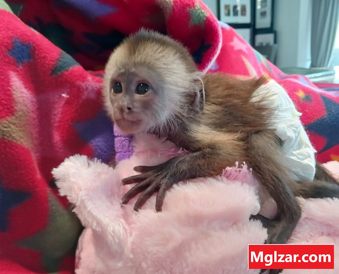 Baby Capuchin Monkeys For sale Foreign city - photo 1