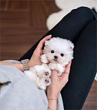 Two Top Class Maltese Puppies Available Гадаад хот