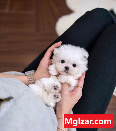 Two Top Class Maltese Puppies Available Foreign city - photo 1