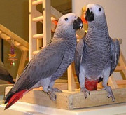 A Pair of Talking African Grey Parrots Гадаад хот