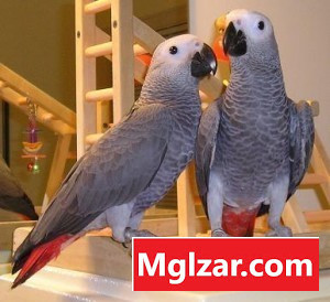 A Pair of Talking African Grey Parrots Иностранный город - изображение 1