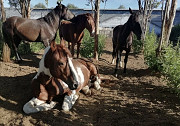 Horse/конь/ морь Ulaanbaatar