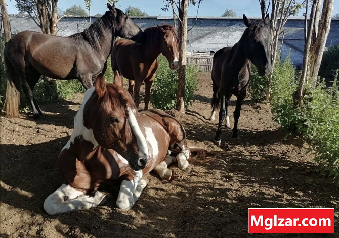 Horse/конь/ морь Ulaanbaatar - photo 1