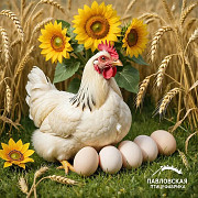 Яйцо куриное от производителя, Опт, Алтайский край, Россия Foreign city