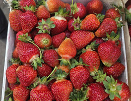 Клубника ягода с киргизии Опт Алтай