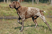 German Shorthair pointer Улан-Батор