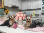 Yorkie гөлөг Улан-Батор