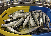 Wholesale Frozen Atlantic Mackerel for Sale Foreign city