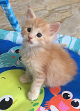 Cute Maine Coon kittens for new homes Гадаад